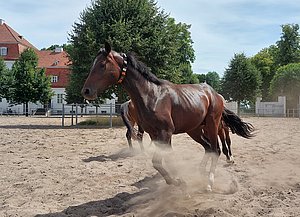 Galoppierendes Pferd mit Beschleunigungssensor im Halsband.